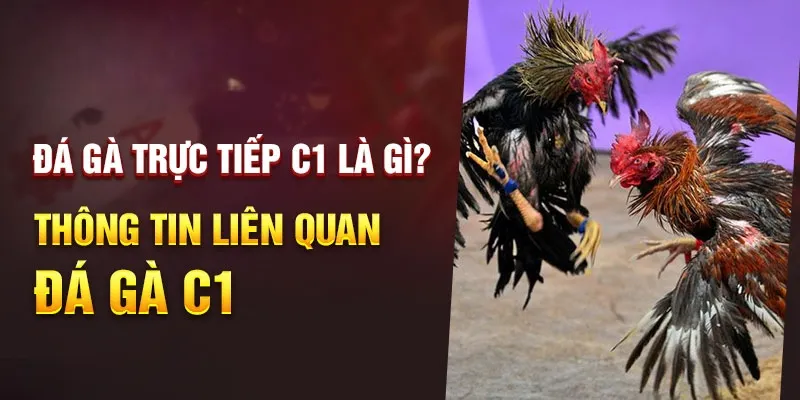 Không khí cuồng nhiệt tại đá gà C1